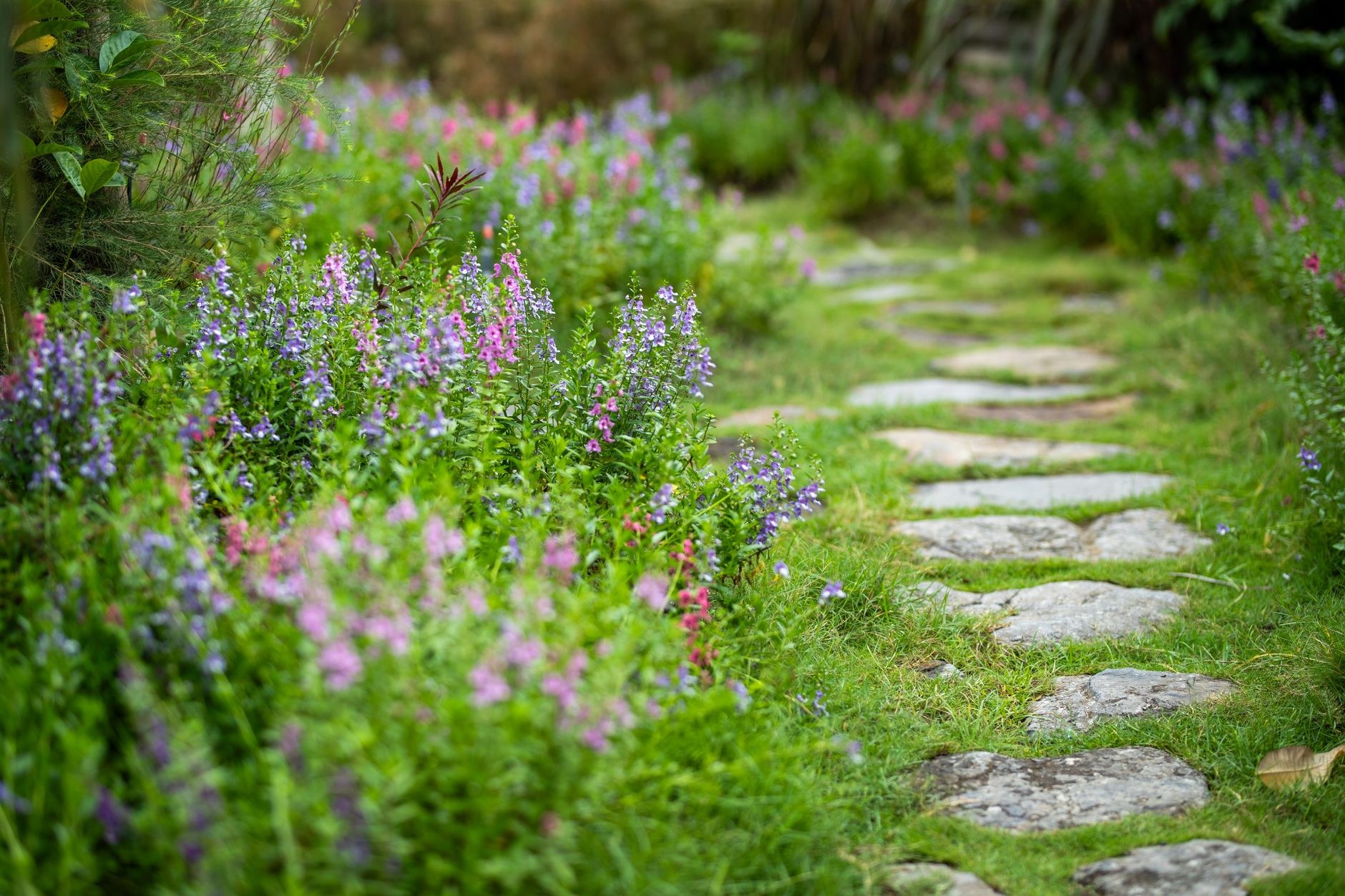 Gardens and planting