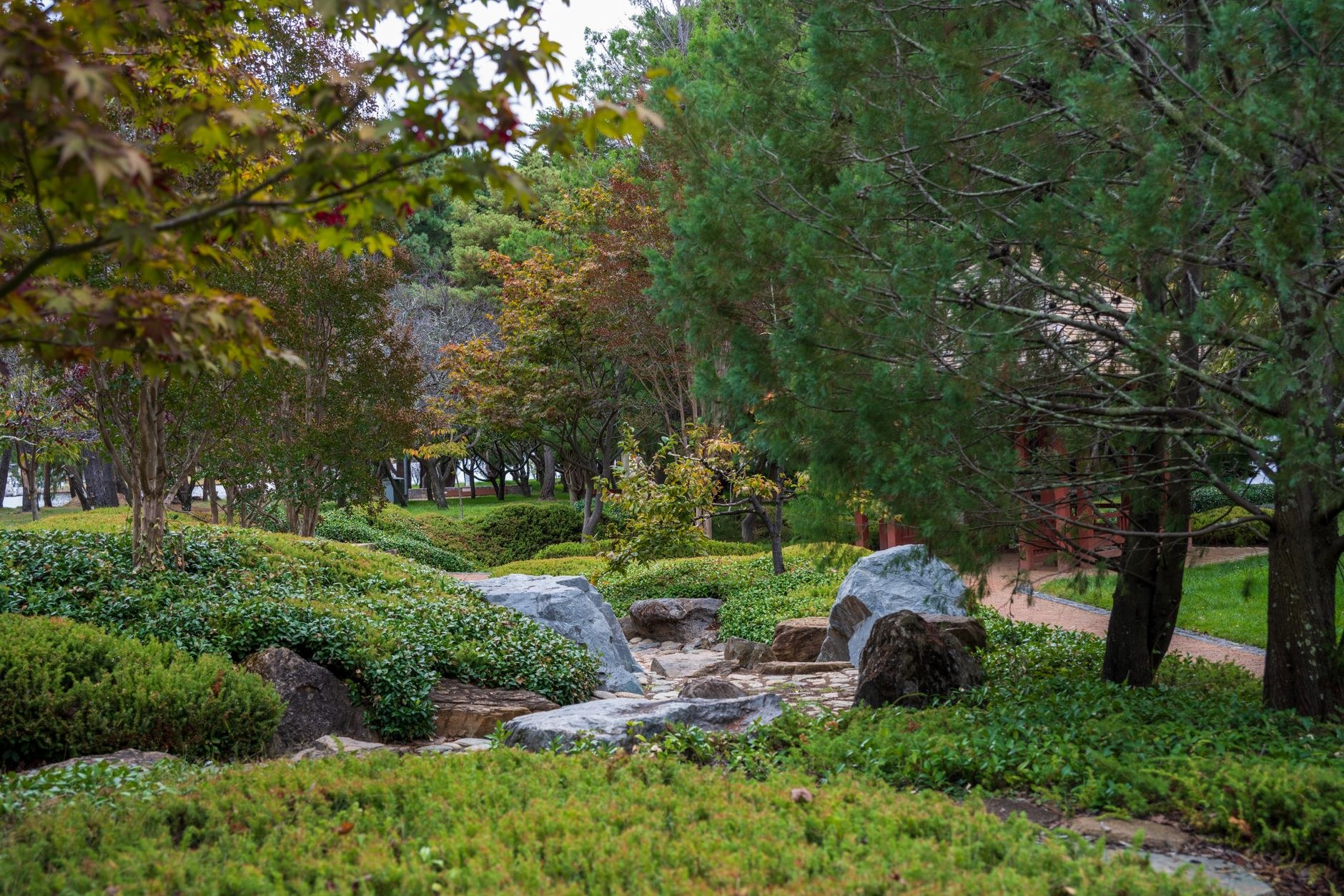 Naturalistic garden with a stone-edged stream, ground cover and Japanese maples